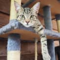 Photo of Yzma