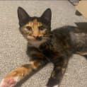 Photo of Honey