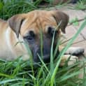 Photo of Layla