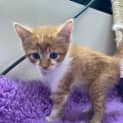 Photo of Simba