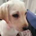 Photo of Marigold   13 Week Old Labrador (On Hold)