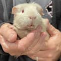 Photo of Nosey (Guinea Pig 18)