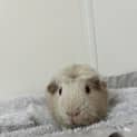 Photo of Nosey (Guinea Pig 18)