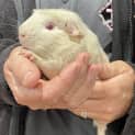 Photo of Nosey (Guinea Pig 18)