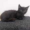Photo of Pip Fostered In Kalgoorlie