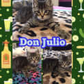 Photo of Don Julio