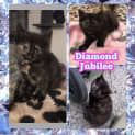Photo of Diamond Jubilee