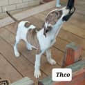 Photo of Theo
