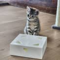 Photo of Mouse