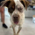 Photo of Dozer