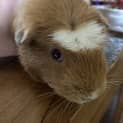 Photo of Mocha (Guinea Pig 92)
