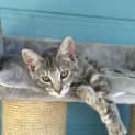 Photo of Whisp