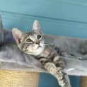 Photo of Whisp