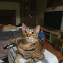 Photo of Kingston