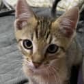 Photo of Lupin