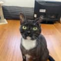Photo of Pebbles Located In Braybrook