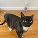 Photo of Pebbles Located In Braybrook