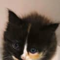 Photo of Bonded Rescue Kittens
