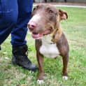 Photo of Lexi 34867 Campbelltown Acf