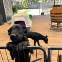 Photo of Duke