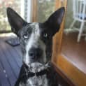 Photo of Bluey