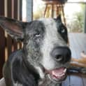 Photo of Bluey