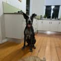 Photo of Bluey
