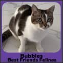 Photo of Bubbles 