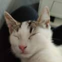 Photo of Astro