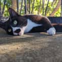 Photo of Michaelangelo **2nd Chance Cat Rescue**
