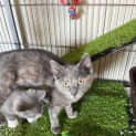 Photo of Poppy ~ Meet Me @ Petstock Chelsea 21/01/23