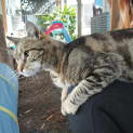 Photo of Felix