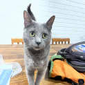 Photo of Jewel (Juju)