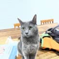 Photo of Jewel (Juju)
