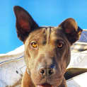 Photo of Schoko