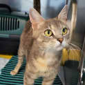 Photo of Artemis