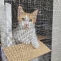 Photo of Marmalade ~ Meet Me @ Petstock Chelsea 21/01/23