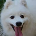 Photo of Albert Japanese Spitz