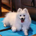 Photo of Albert Japanese Spitz