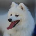 Photo of Albert Japanese Spitz