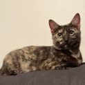 Photo of Willow