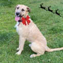 Photo of Dexter