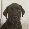 Photo of Buster