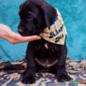 Photo of Cooper Blue