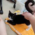 Photo of Mango
