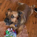 Photo of Diesel 7 Year Old Shepherd X Corgi