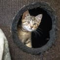Photo of Beanie