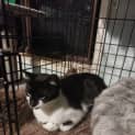 Photo of Biscuut