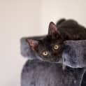 Photo of Inky