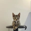 Photo of Mittens